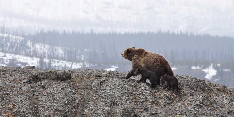 企业采购新视角：定制化办公用品如何塑造品牌文化并提升员工归属感