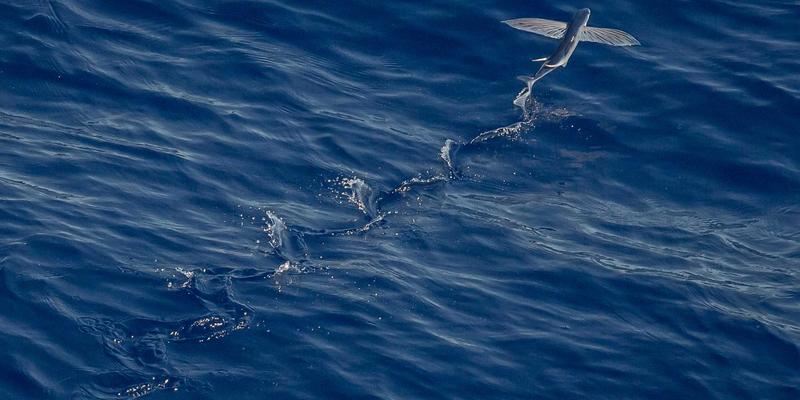 跨国企业办公用品采购策略：如何平衡全球统一标准与区域本地化需求